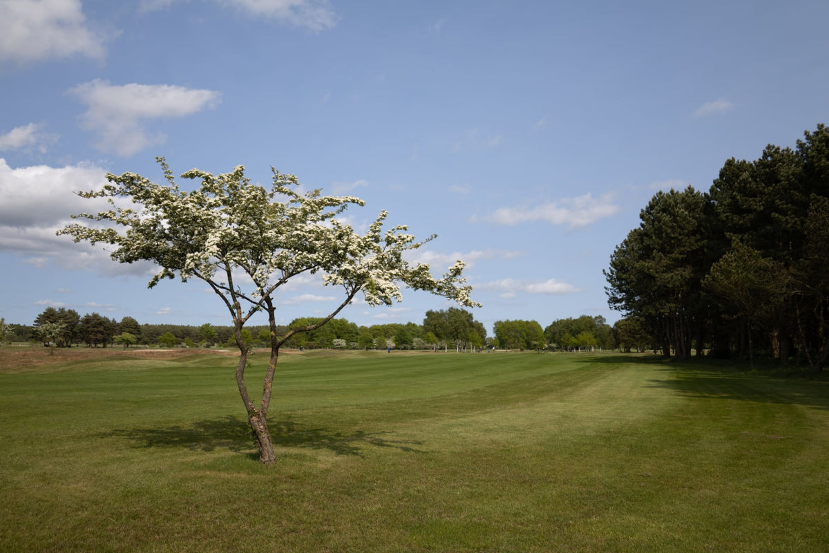 Ystad GK – golfbana 4